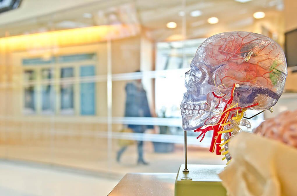 Glass model of the human skull with a model of the brain inside.