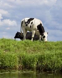 Cows grazing.