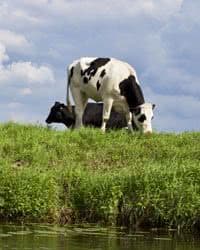 Cows grazing.