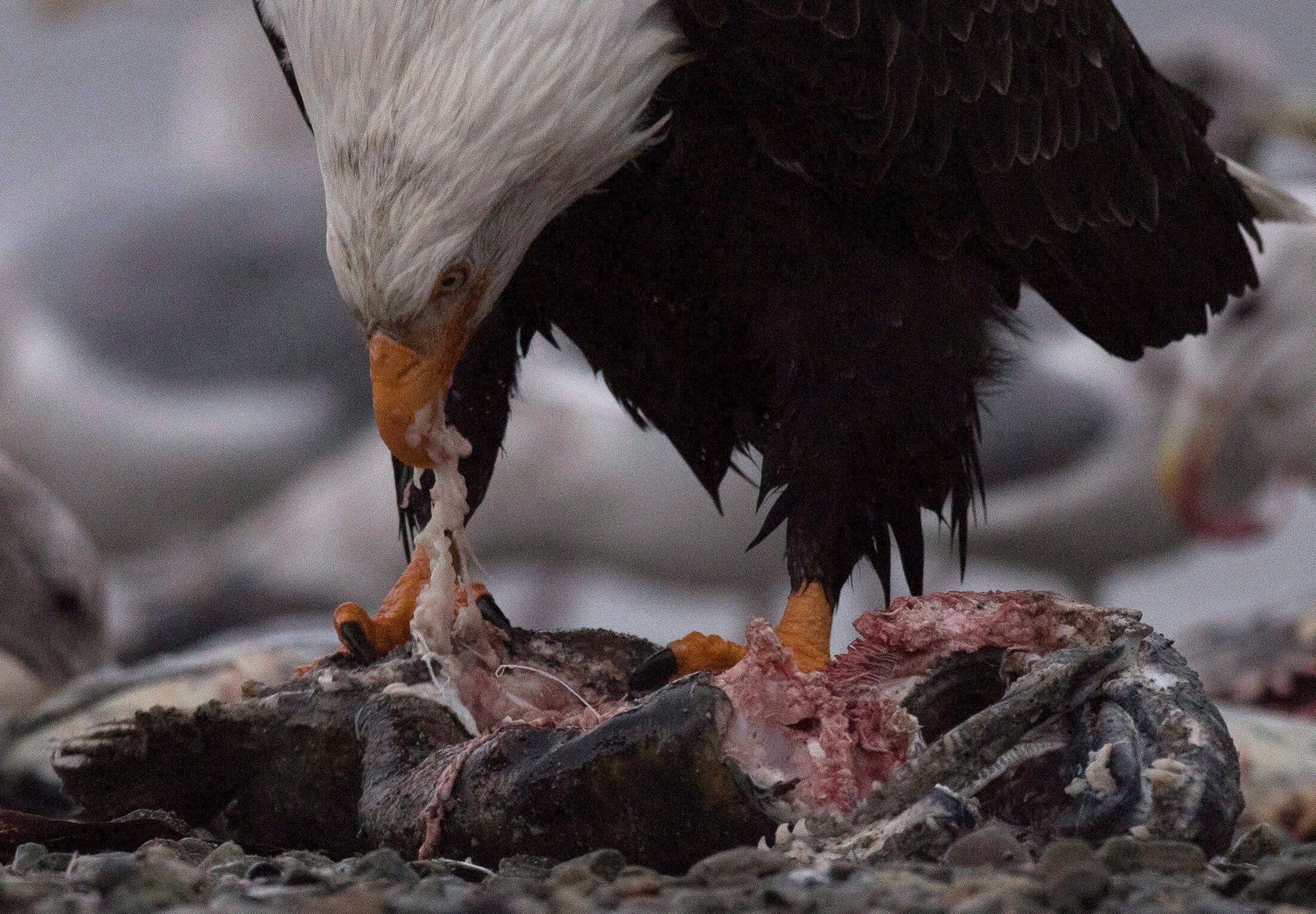 A bald eagle eating a chinook salmon along the Harrison River in Harrison Mills, British Columbia.