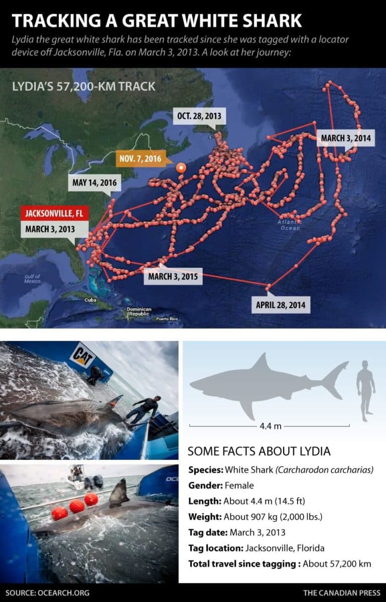 A graphic produced by The Canadian Press showing information about tracking a great white shark