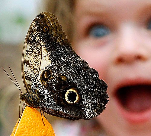 A butterfly sitting on an orange while a little girl looks on with fascination.