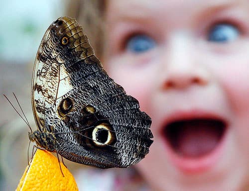 A butterfly sitting on an orange while a little girl looks on with fascination.