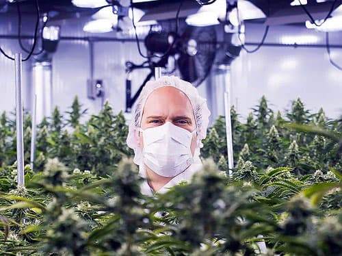 Neil Closner, MedReleaf, chief executive officer poses for photographs at the growing facility in Markham, Ont.